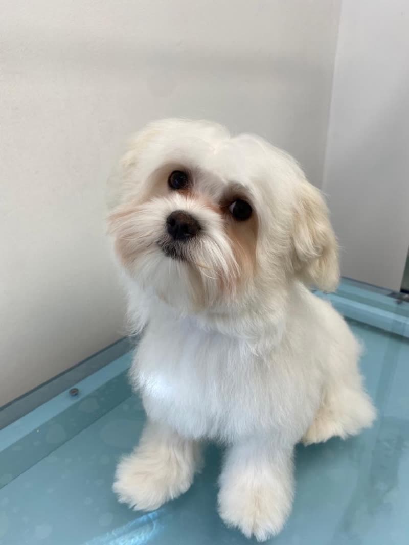 A small cream shih tzu cross sitting on the pale blue grooming table after a full trim