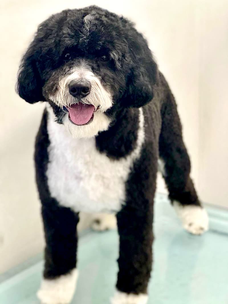 A black-and-white curly-coated dog standing on the grooming table after a fresh scissor cut