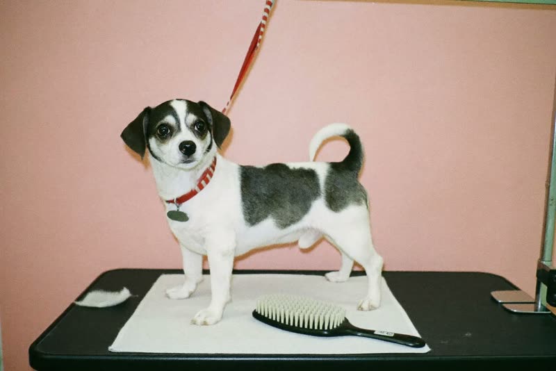 A dog on a grooming table beside a brush and folded towel