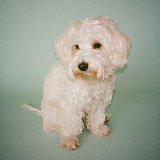 A freshly trimmed small white dog on a pastel backdrop