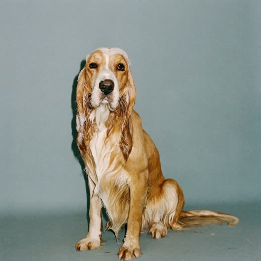 A soapy wet dog mid-bath