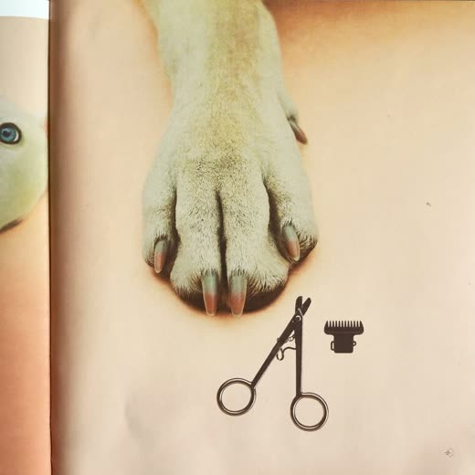A dog's paw with freshly clipped nails
