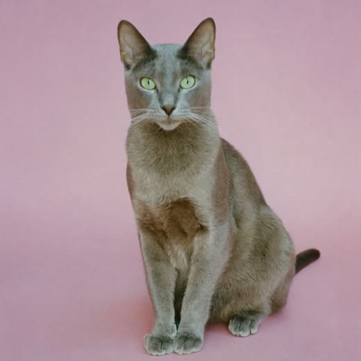 A neatly brushed cat on a pastel backdrop
