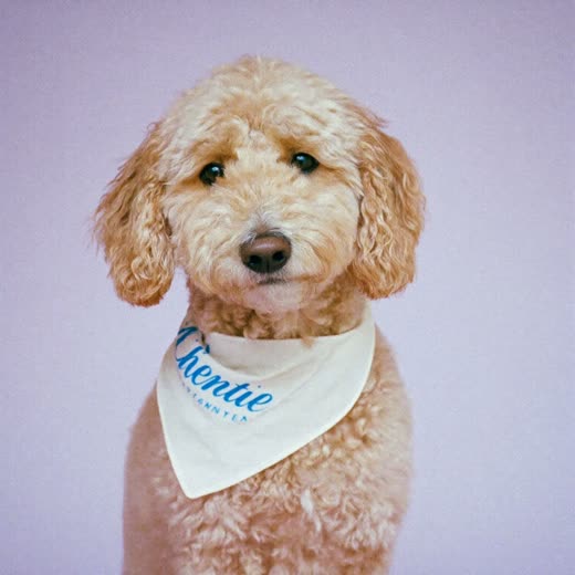 A curly-coated dog with a plain bandana after grooming